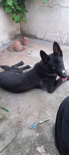 Husky/Labrador Mix