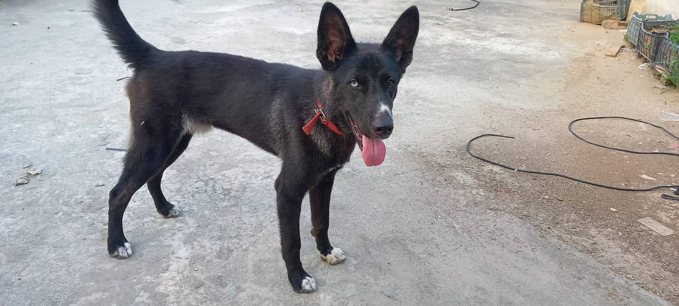 Husky/Labrador Mix 1