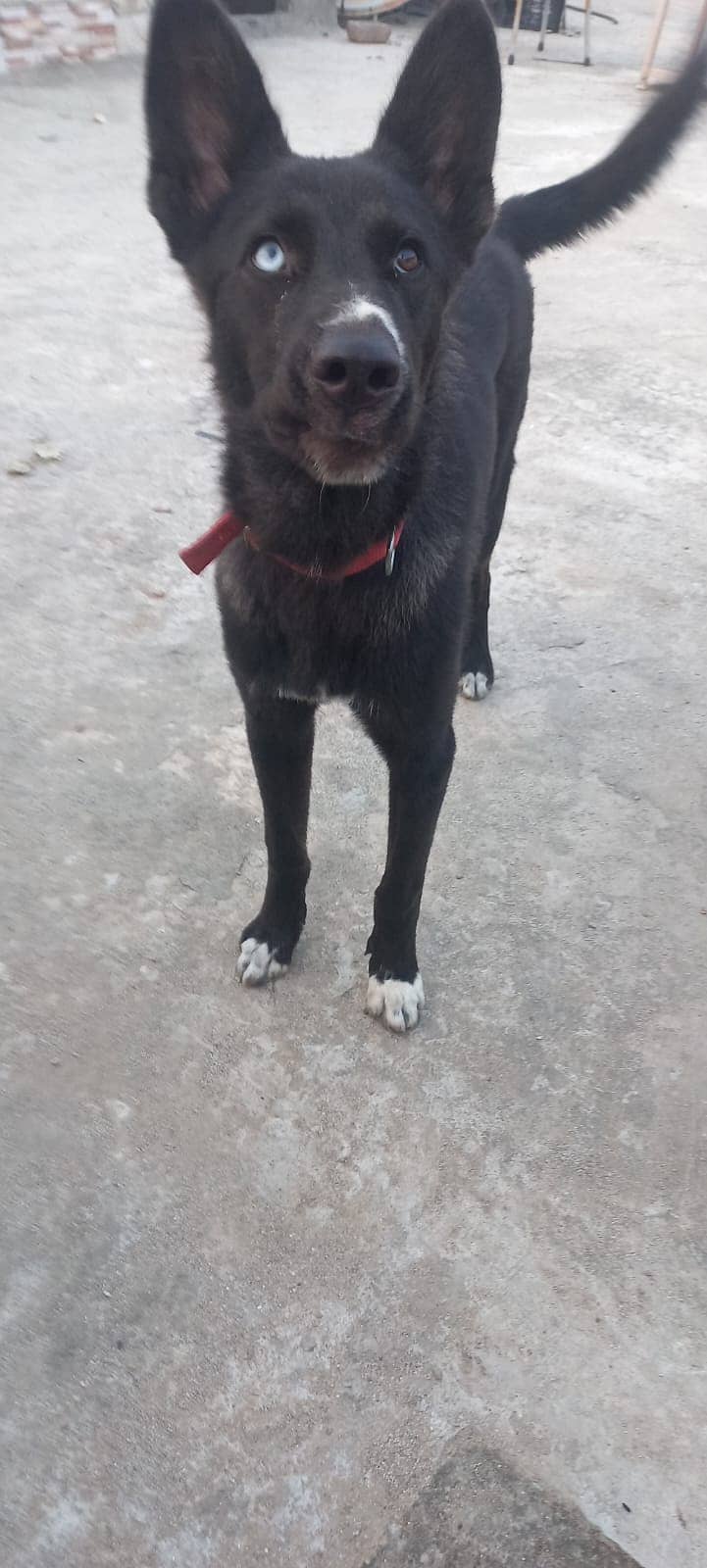 Husky/Labrador Mix 2