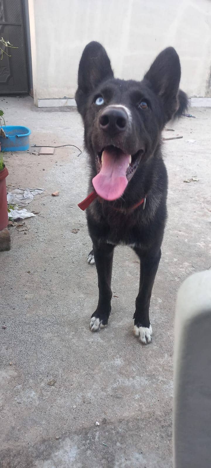 Husky/Labrador Mix 3