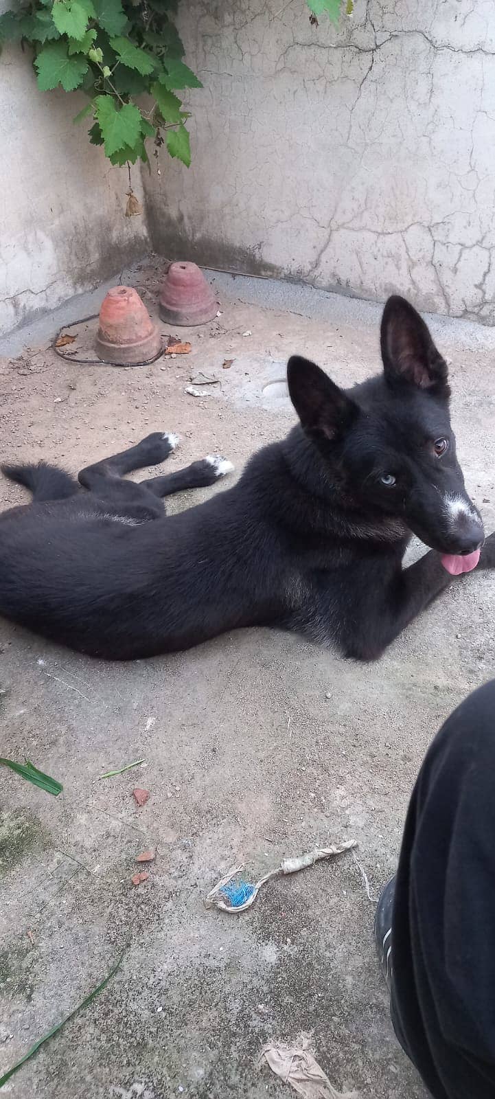 Husky/Labrador Mix 8