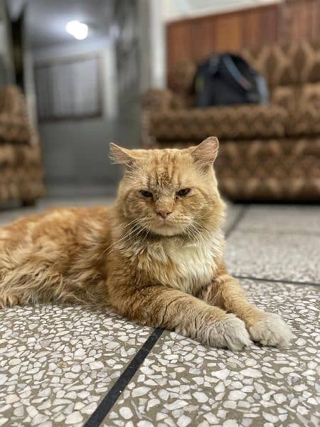 Golden Persian Male Up for Sale 1