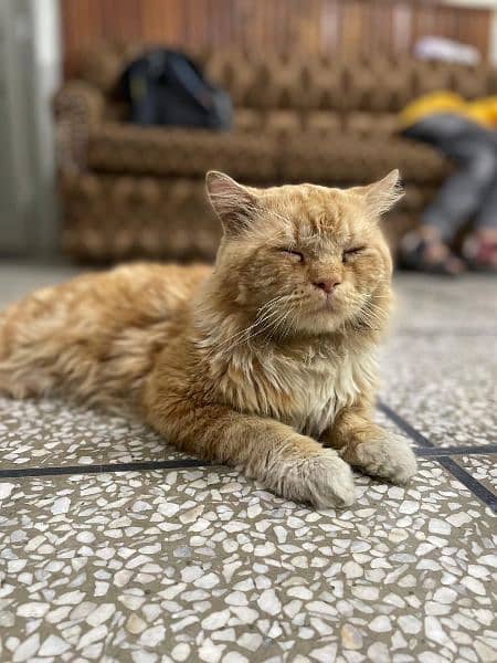 Golden Persian Male Up for Sale 3