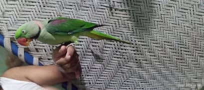 Raw Parrot Ghani wala 16 month age