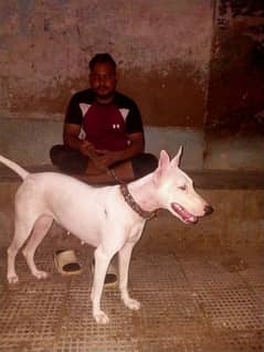 bull terrier female for rehoming 03497322796