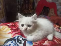 Persian kitten white color whatapp 03225648806