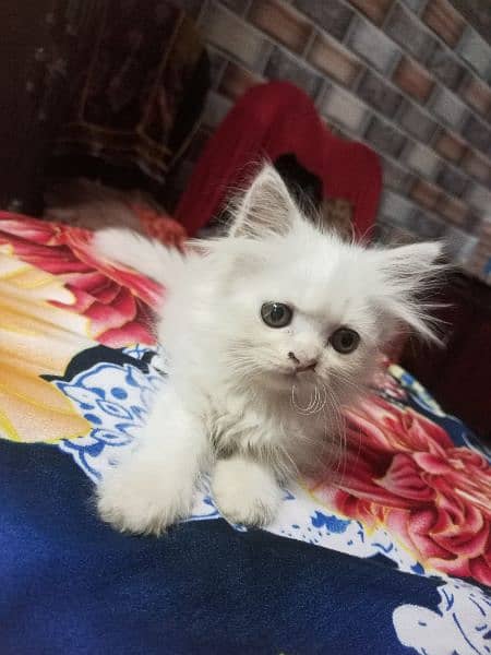 Persian kitten white color whatapp 03225648806 2