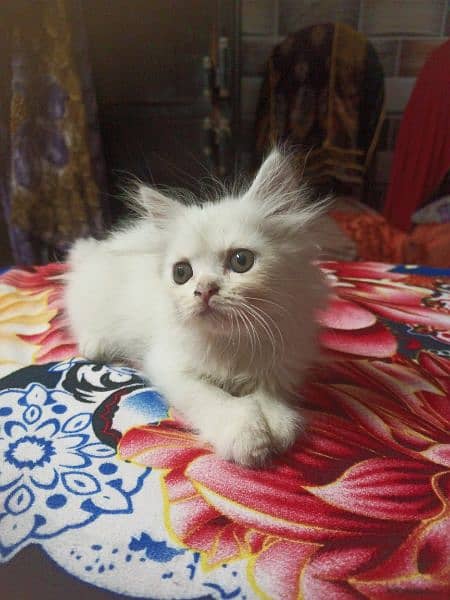 Persian kitten white color whatapp 03225648806 3