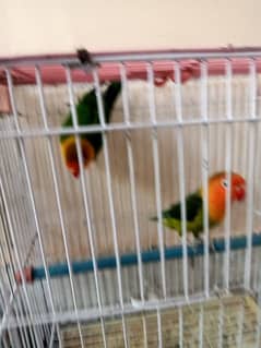 Love birds for sale in very cheap price. . 03146117044/03417254749