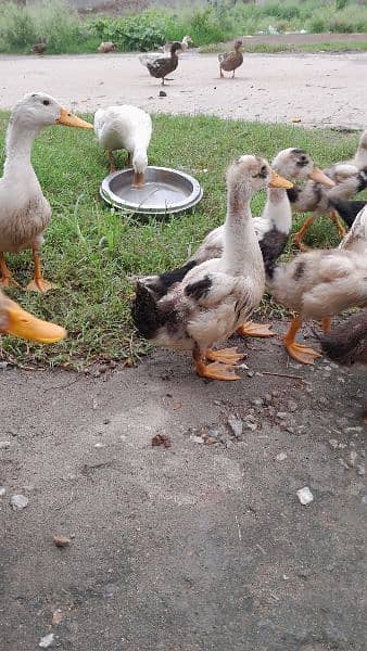 Ducks for sale 1