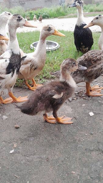 Ducks for sale 2