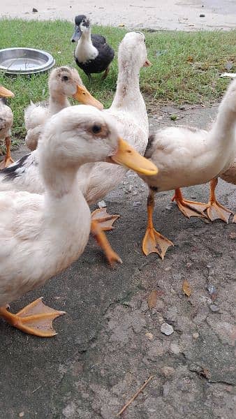 Ducks for sale 3