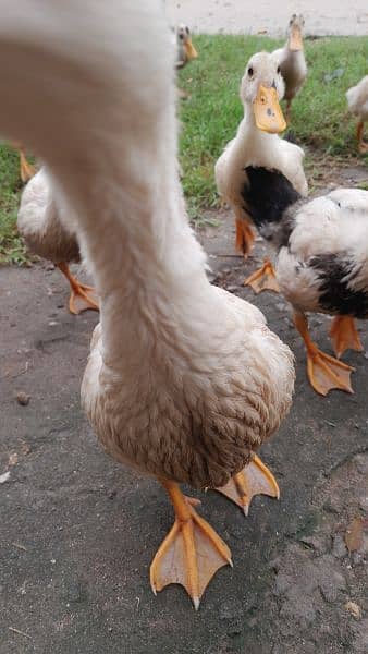 Ducks for sale 4