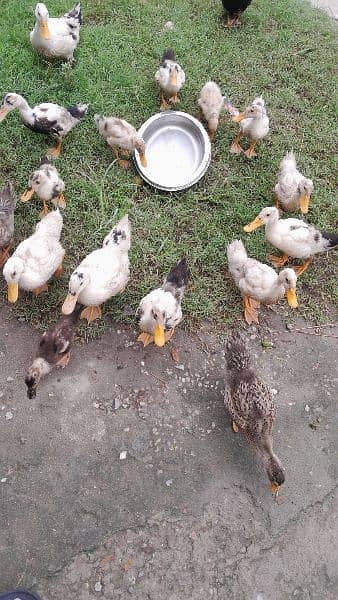 Ducks for sale 5