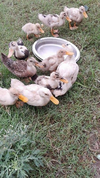 Ducks for sale 6