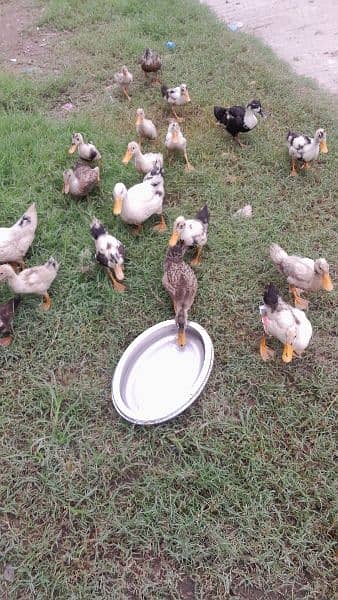 Ducks for sale 8