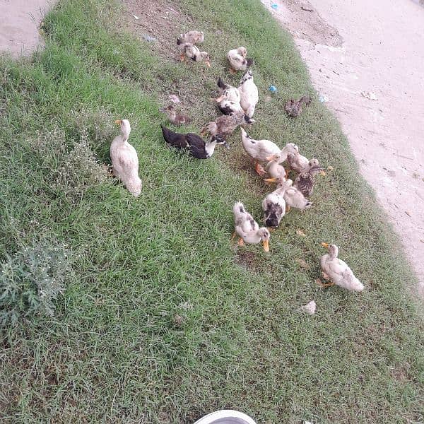 Ducks for sale 11