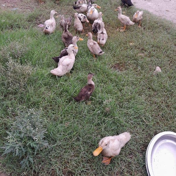 Ducks for sale 12