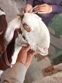 Rajanpuri+beetal cross Bakri