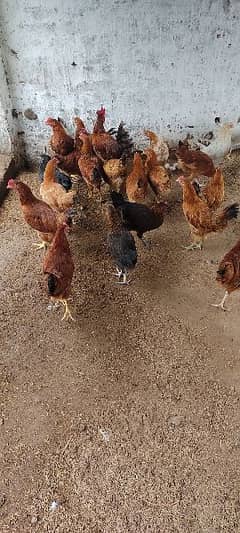 Golden misri/hens/chiks/murgian/desi hen 0