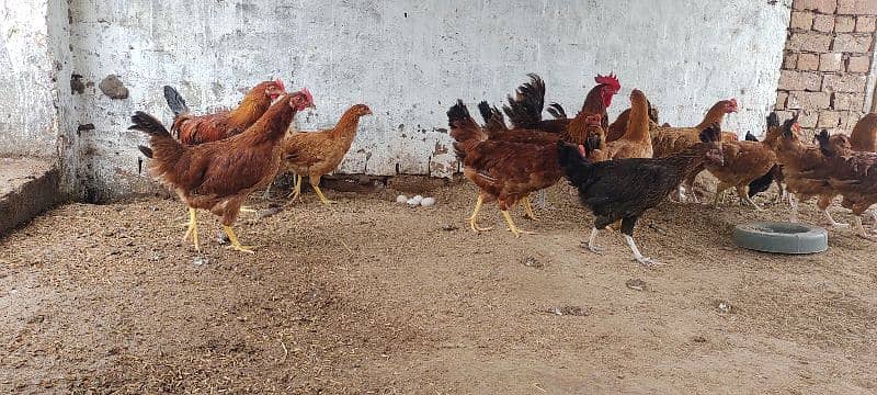 Golden misri/hens/chiks/murgian/desi hen 1