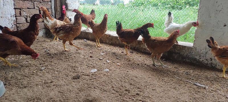 Golden misri/hens/chiks/murgian/desi hen 2