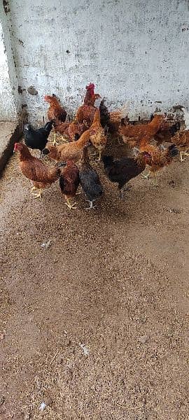 Golden misri/hens/chiks/murgian/desi hen 3