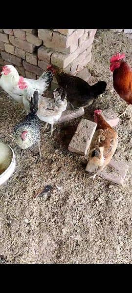 Golden misri/hens/chiks/murgian/desi hen 4