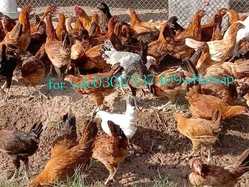 Golden misri/hens/chiks/murgian/desi hen 5