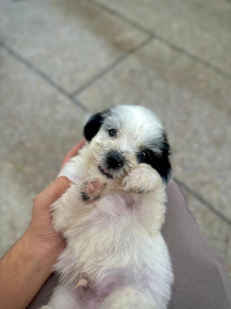 shih tzu puppies / shitzu terrier / shitzu puppy / Dog for sale / shi 3