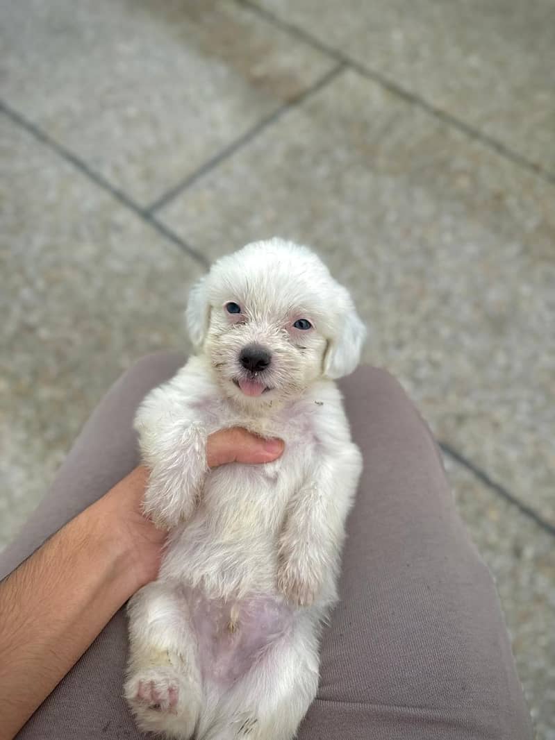 shih tzu puppies / shitzu terrier / shitzu puppy / Dog for sale / shi 5