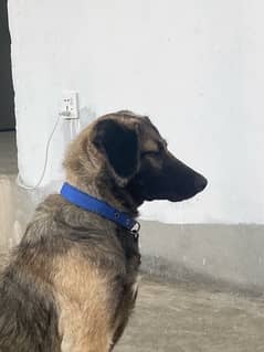 kangal