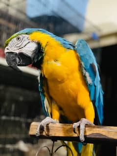 Blue Gold Macaw