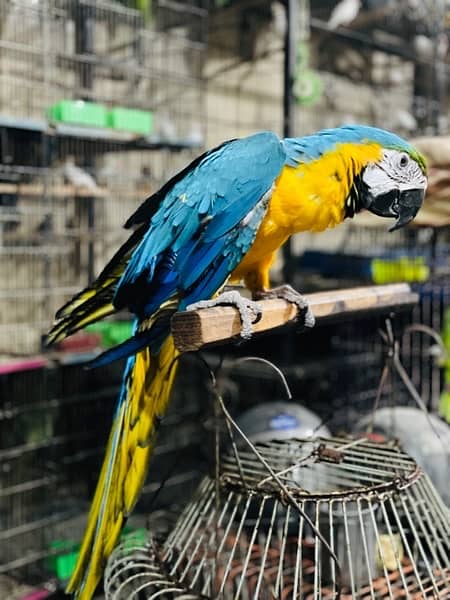 Blue Gold Macaw 1