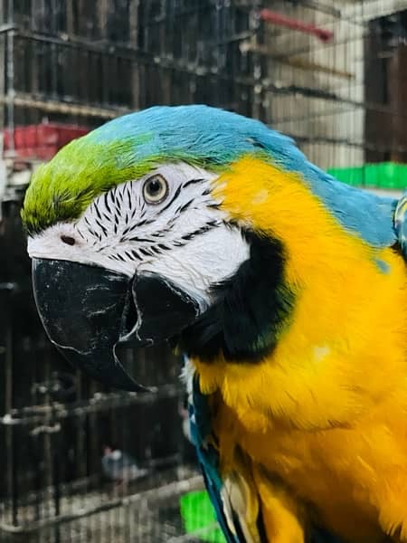 Blue Gold Macaw 2