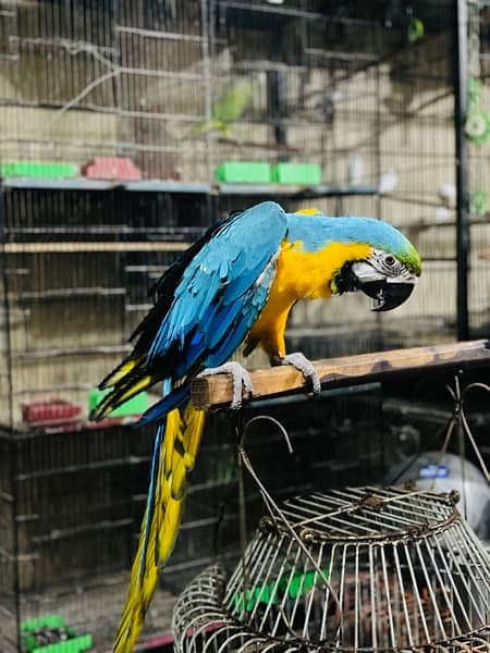 Blue Gold Macaw 3