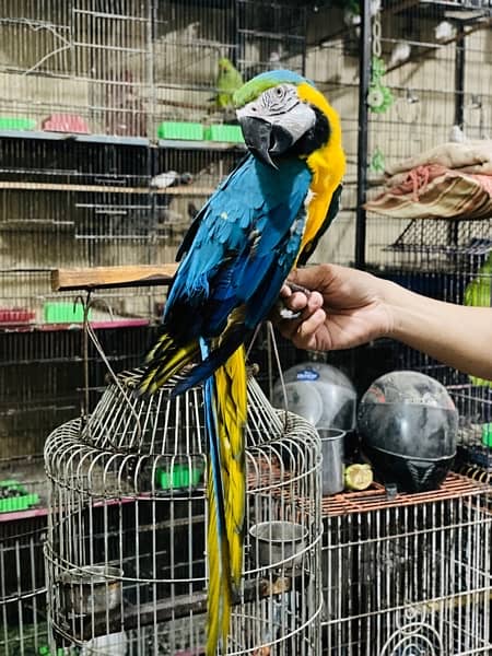 Blue Gold Macaw 4