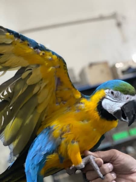 Blue Gold Macaw 5