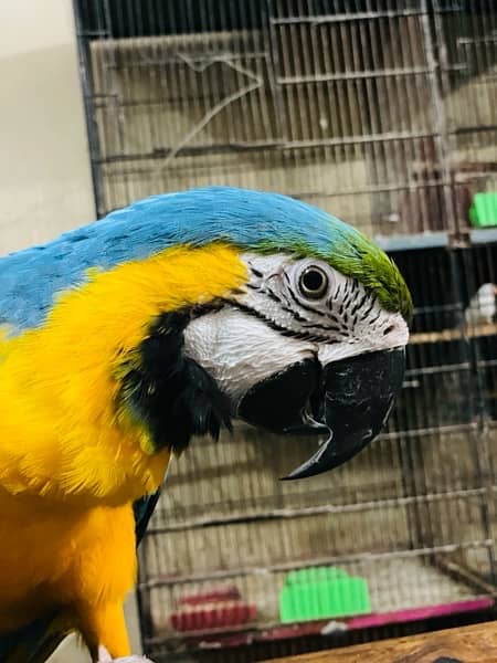 Blue Gold Macaw 6