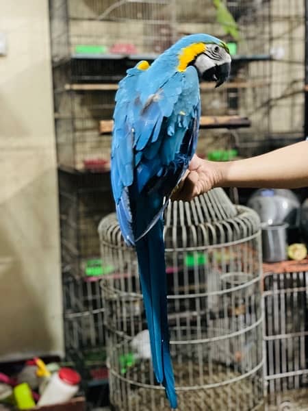 Blue Gold Macaw 7