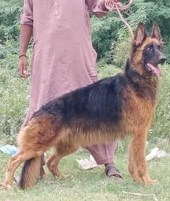 German Shepherd  breeder Female full long coat For sale 0