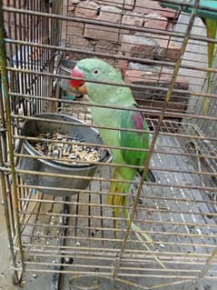 ra parrot  pairs  it’s very good pairs parrot  city be marti ha