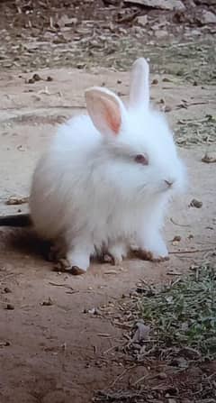 English Angora rabbits