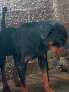 Rottweiler