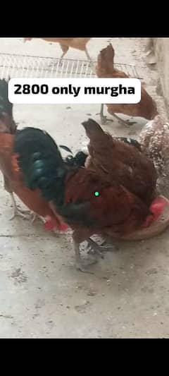 Big size rooster for sale