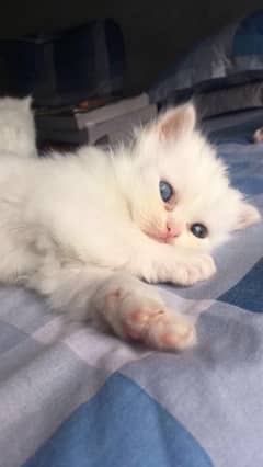 Persian and semi punch white triple coat kittens