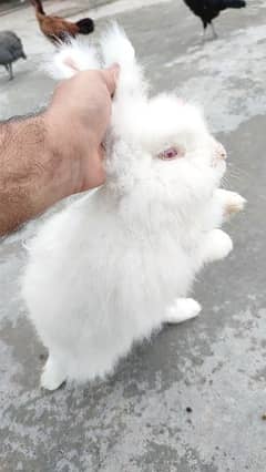 English angora breeder pair