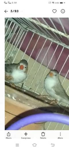 penguin finches breeder