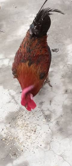 Desi Rooster