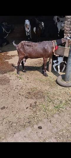 desi bakri for sale 0